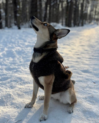 'BONI 'S Tale' - hand knitted Dogwear