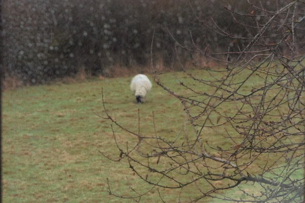PRE WASHED PURE LINEN PILLOWCASE from 'HERITAGE' COLLECTION
