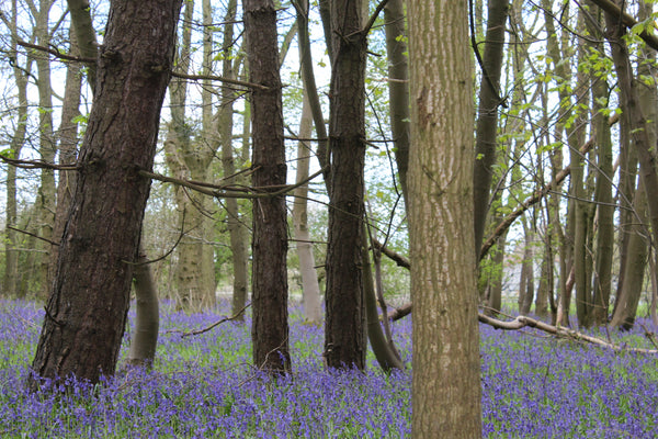 Merino Wool Blanket "Bluebell Woods" from "Colours of Nature"Collection