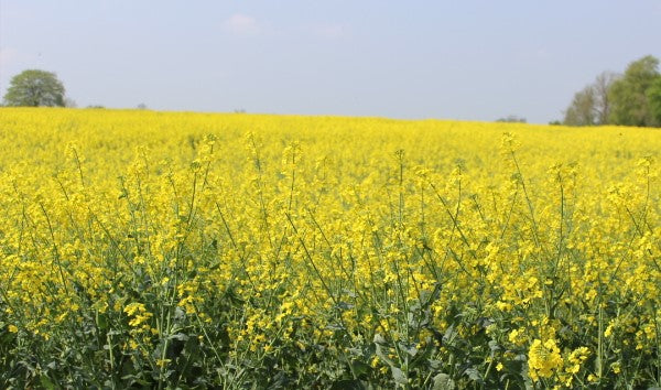 Merino Wool Blanket "SUNSHINE"