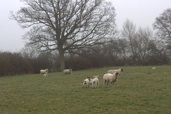 PURE SHEER LINEN CURTAINS  from 'LET IN THE LIGHT' COLLECTION